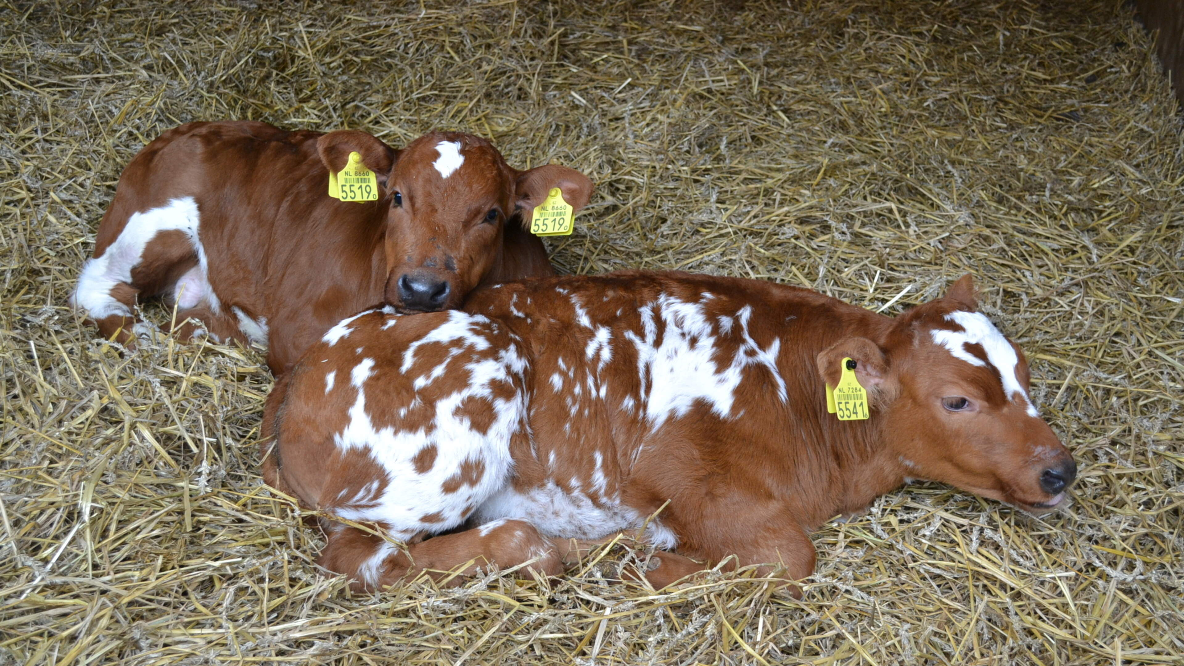 ’Vrijbrief voor dierenmishandeling’